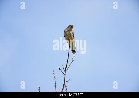 Nach Kestrel hocken auf Zweig, Schweiz Stockfoto