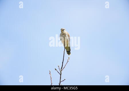 Nach Kestrel hocken auf Zweig, Schweiz Stockfoto