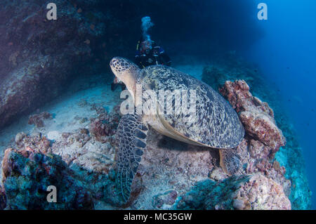 Begegnung mit einer riesigen Schildkröte in Malediven Stockfoto