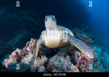 Riesige Schildkröte in Malediven Stockfoto