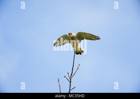 Nach Kestrel Landung auf einem Ast, Schweiz. Stockfoto