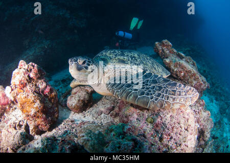 Riesige Schildkröte in Malediven Stockfoto