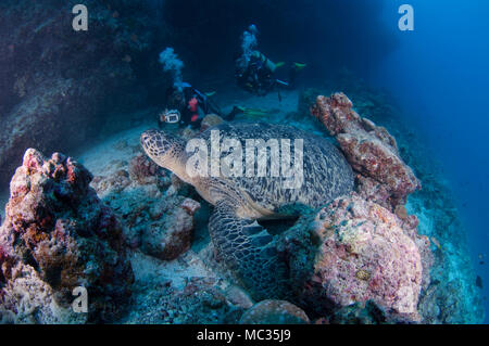 Riesige Schildkröte in Malediven Stockfoto