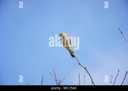 Nach Kestrel hocken auf Zweig, Schweiz Stockfoto