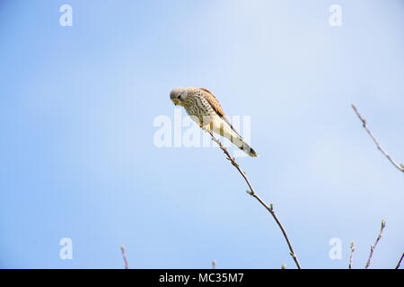 Nach Kestrel hocken auf Zweig, Schweiz Stockfoto