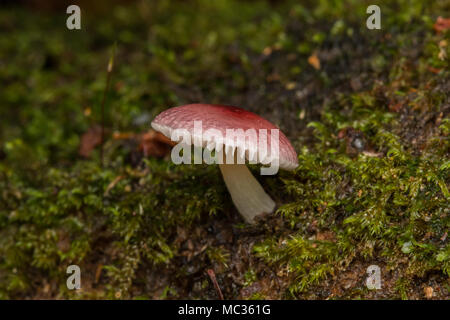 Dschungel Pilz Pilz Stockfoto