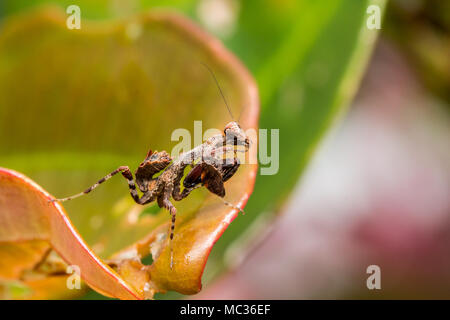 Makroaufnahme von Mantis auf dem Blatt auf Borneo Island Stockfoto