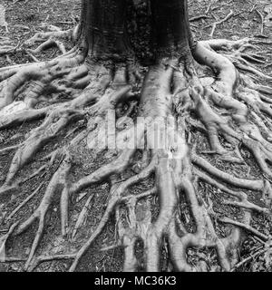 Den Boden einer Beech Tree Trunk mit verschlungenen Baumwurzeln, feucht vom letzten Regen, in Richtung des Betrachters ausbreitet. Stockfoto