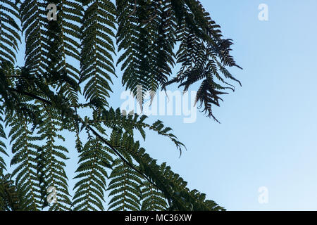 Dicksonia Antarctica. Baumfarn Wedel Muster Stockfoto