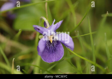 Süße Violett mit schönen blauen Farben Stockfoto