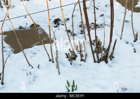 Rubus. Schnitt zurück Himbeere Stengel im März Schnee in einen englischen Garten. Großbritannien Stockfoto