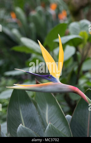 Strelitzia Reginae. Kran-Blume, Paradiesvogel Blume. UK Stockfoto