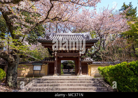 Homyoji Tempel mit Kirschblüte in Tokio Stockfoto