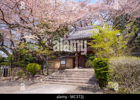 Homyoji Tempel mit Kirschblüte in Tokio Stockfoto