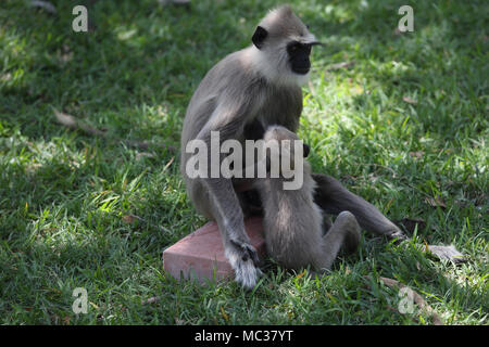 Anuradhapura North Central Provinz Sri Lanka Grau Langurs Mutter und Jungtiere sitzen auf Backstein Stockfoto