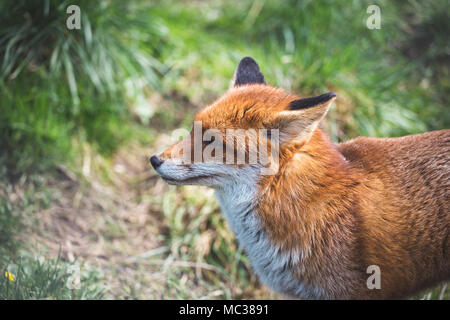 Die Red Fox (Vulpes vulpes) ist die größte der echte Füchse. Dieser Fuchs war am britischen Wildlife Center, Surrey, England gesehen Stockfoto