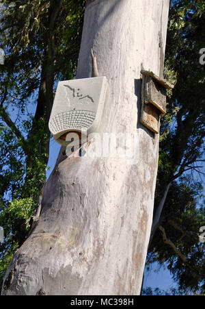 Schwegler bat Feld neben ein Handwerker Kork Peel bat Box hängen von einem Eukalyptus im Palacio de Doñana im Nationalpark Doñana (Huelva, Andalusien, Spanien) Stockfoto