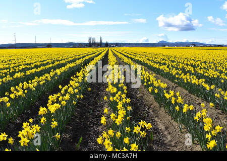 Dutch Master Narzissen blühen in den Skagit Valley, Washington, USA Stockfoto