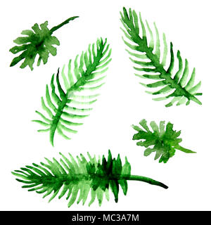 Aquarell Palmenblättern. Grüne Wedel Sammlung. Abbildung auf weißem Hintergrund Stockfoto