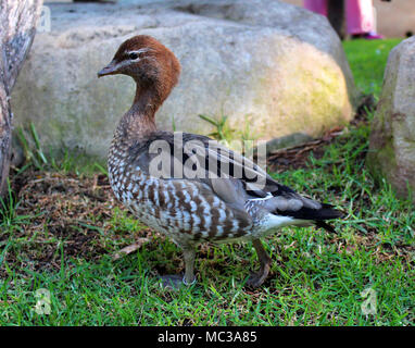 Die australische Holz Ente, Ente oder Gans maned Maned (Chenonetta jubata) Stockfoto