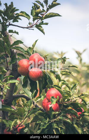 Apple Orchard voll von Rip-rote Früchte im sonnigen Sommertag Stockfoto