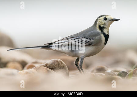 Close up Portrait von Motacilla Alba oder Bachstelze Stockfoto