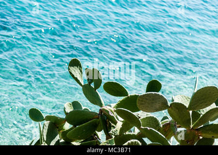 Cactus mit Blick auf blaue Meer Stockfoto