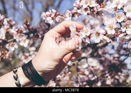 Junger Mann Hand berühren Mandelbaum Blüten Stockfoto