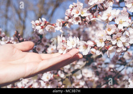 Junger Mann Hand berühren Mandelbaum Blüten Stockfoto