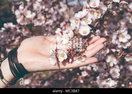 Junger Mann Hand berühren Mandelbaum Blüten Stockfoto