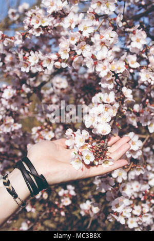 Junger Mann Hand berühren Mandelbaum Blüten Stockfoto
