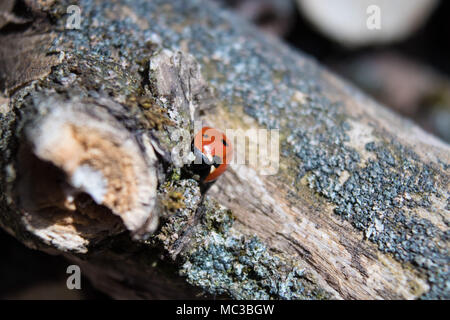 Der Marienkäfer kriecht auf einer trockenen Baum. Insekten, im Frühjahr Stockfoto