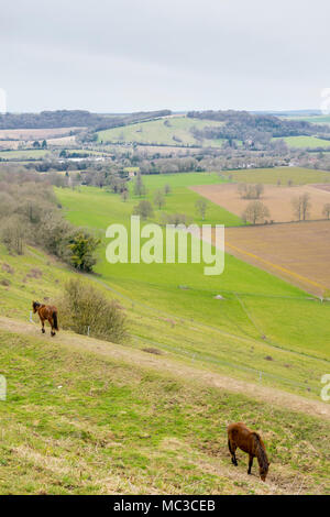 Blick von Cissbury Ring, einer der größten Hügelburgen in Europa, über den South Downs National Park in der englischen Grafschaft West Sussex, England, Großbritannien Stockfoto