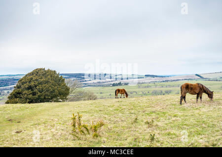 Ponys an Cissbury Ring, einer der größten Hügelburgen in Europa, in der South Downs National Park in der englischen Grafschaft West Sussex, England, Großbritannien Stockfoto