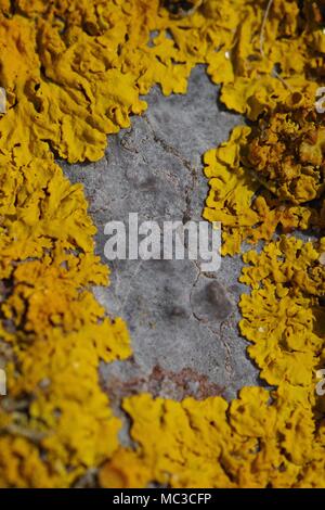 Grünen Xanthoria, Gelb Lobate Flechten wachsen auf einem grauen Rock. Abstrakte natürlichen Hintergrund. Dawlish Warren, Devon, Großbritannien. April, 2018. Stockfoto