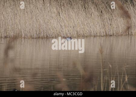 Männliche Ente Krickente (Anas querquedula) in einem Teich bei Dawlish Warren National Nature Reserve, Devon, Großbritannien. April, 2018. Stockfoto