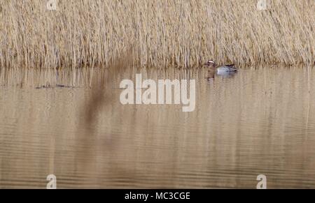 Männliche Ente Krickente (Anas querquedula) in einem Teich bei Dawlish Warren National Nature Reserve, Devon, Großbritannien. April, 2018. Stockfoto