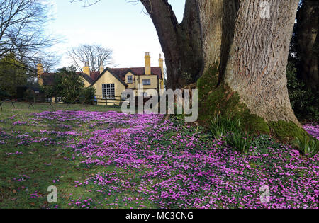 Rosa Blumen schmücken die Gründe der Killerton Immobilien, Devon, Großbritannien. Stockfoto