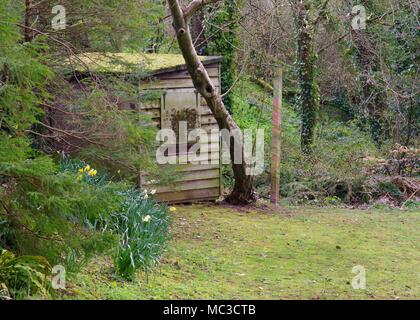 Alten Schuppen im Frühjahr Wald mit Narzisse Blüten. Bickleigh, Tiverton, Devon, Großbritannien. April, 2018. Stockfoto