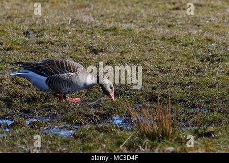 Toulouse Gänse - Wild Stockfoto