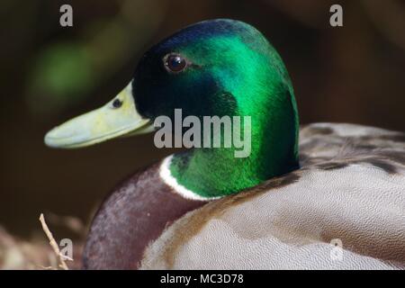 In der Nähe von Männchen Stockente (Anas platyrhynchos). Bickleigh Mühle, Mid Devon, Großbritannien. Stockfoto