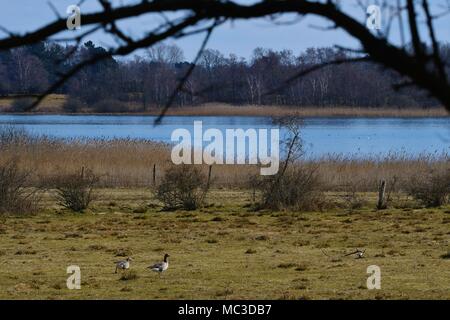 Dänische See mit vogelschutzgebiet Bereich Stockfoto