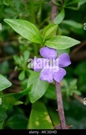 Mehr Immergrün (Vinca major) Blumen wachsen in der Gräfin Wehr Mühle Holz. Exeter, Devon, Großbritannien. Stockfoto