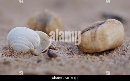 Muscheln Muschel am Strand von Dawlish Warren, Devon, Großbritannien. April, 2018. Stockfoto