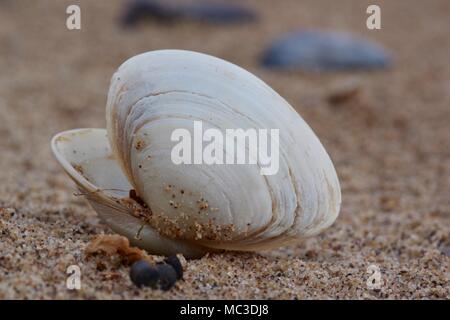 Muscheln Muschel am Strand von Dawlish Warren, Devon, Großbritannien. April, 2018. Stockfoto