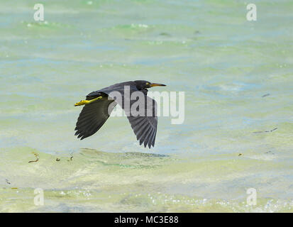 Östlichen Riff Heron (Egretta sacra), dunkle Form, fliegt über das Meer, Green Island, Great Barrier Reef, Far North Queensland, Queensland, FNQ, GBR, Australien Stockfoto