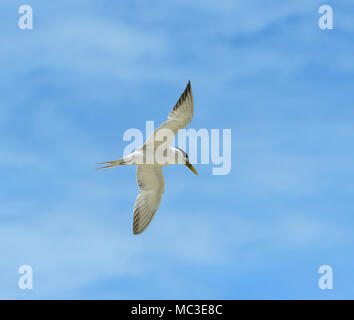 Crested Tern (Sterna bergii bergii Thalasseus früher), Great Barrier Reef, Far North Queensland, Queensland, FNQ, GBR, Australien Stockfoto