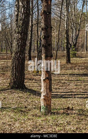 Frühjahr Wald. Lonely trockene Tanne. Stockfoto
