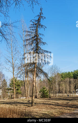 Frühjahr Wald. Lonely trockene Tanne. Stockfoto
