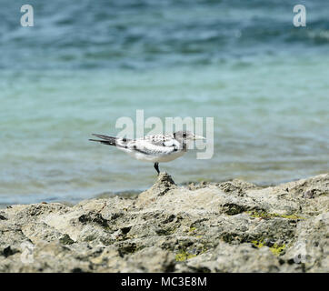 Juvenile Thalasseus Crested Tern (Sterna bergii bergii, früher), Great Barrier Reef, Far North Queensland, Queensland, FNQ, GBR, Australien Stockfoto